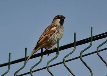 Spanish Sparrow