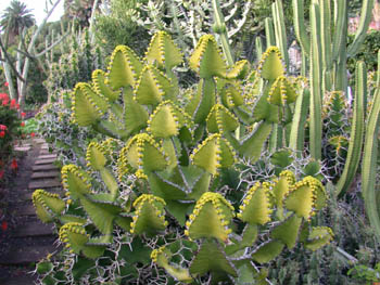 Cactus Botanical Gardens