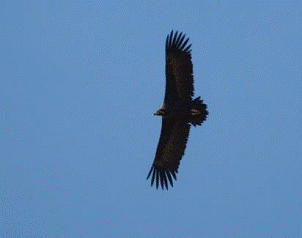 Black Vulture