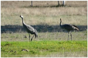 Cranes feeding beneath Oaks