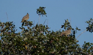 Crested Larks