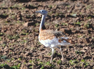 Great Bustard