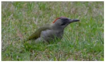 Green Woodpecker