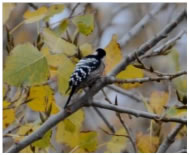 Lesser Spotted Woodpecker