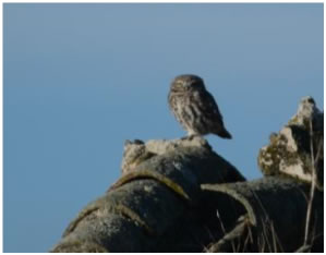 Little Owl