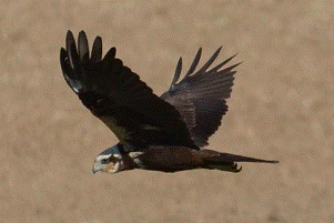 Marsh Harrier