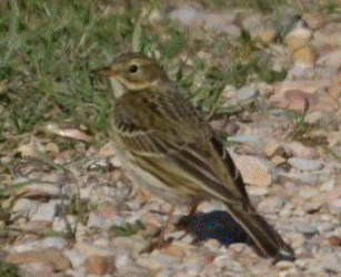 Meadow Pipit