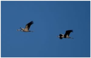 Migrating Cranes