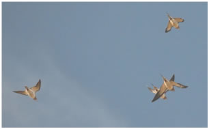 Pin-tailed Sandgrouse