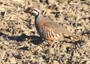 Red-legged Partridge