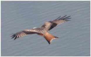 Red Kite