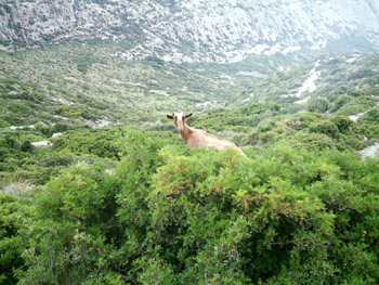 Not- a- Bird in Boquer!