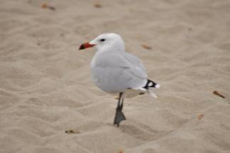 Audouin's Gull