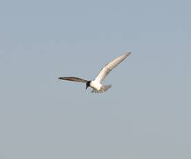 Black Tern