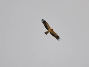 Booted Eagle