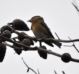 Crossbill