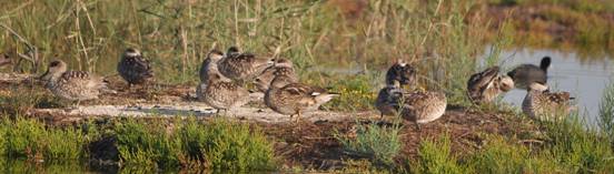 Marbled Duck