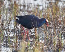 Purple Swamphen