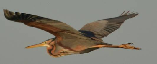 Purple Heron