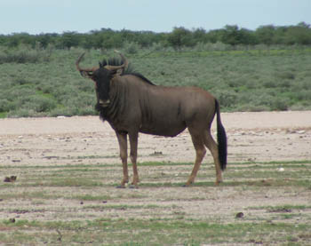 Blue Wildebeest Bull