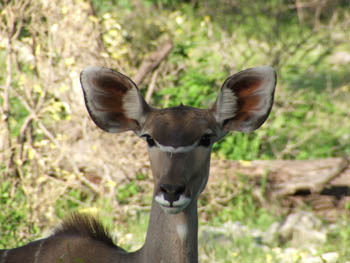 Greater Kudu