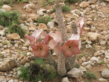 A rare protected plant used by the Bushmen to stave off hunger