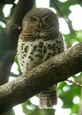 African Barred Owlet by Cuan Rush 