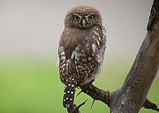 Pearl-spotted Owlet by Cuan Rush 