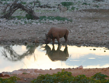 Black Rhinoceros at Okaukuejo waterhole