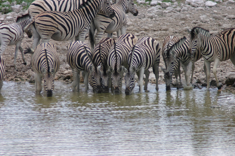 Namibia & The Okavango Panhandle December 2006