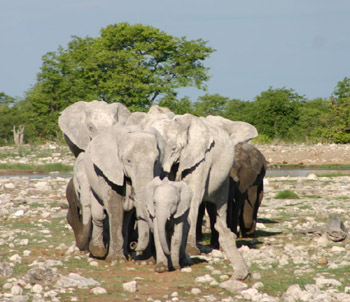 Elephant approaching our position on the track