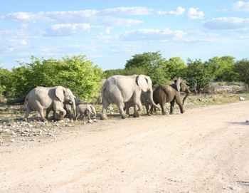 Herd of Elephant crossing track in front of our vehicle