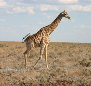 Giraffe