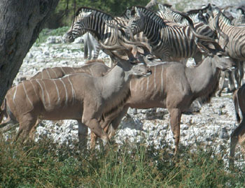 Greater Kudu and Zebra at Okaukuejo waterhole