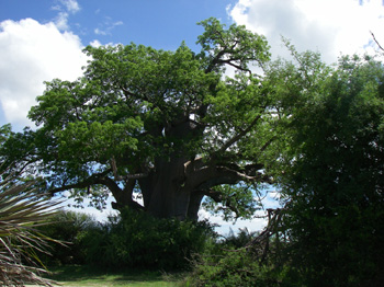 Giant Baobab Tree in Mahango Game Park