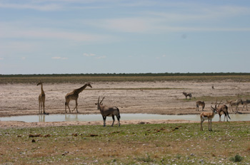 Etosha waterhole