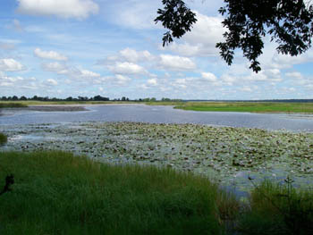 Okavango and flood plains in Mahango Game Reserve