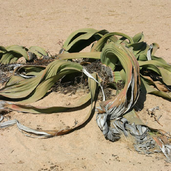 Welwitschia Tree