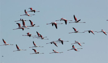 Flamingos at Swakopmund