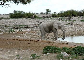 Elephant at Okaukuejo waterhole