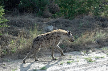 Spotted Hyena