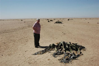 The fabulous Welwitschia Tree