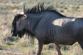 Blue Wildebeest