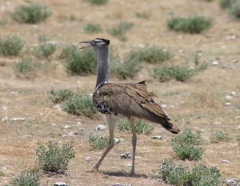 Kori Bustard in Etosha