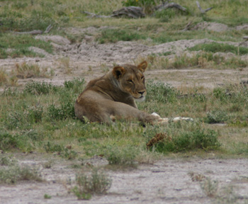 Lioness