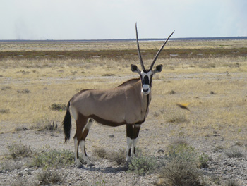 Oryx