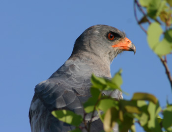 Pale Chanting Goshawk