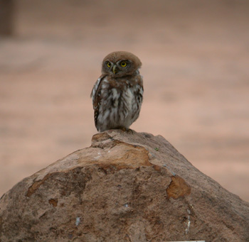 Pearl Spotted Owlet