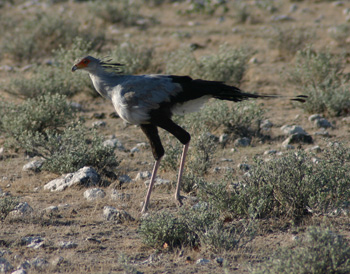 Secretary Bird