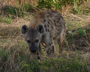 Spotted Hyena